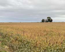 Excelente Campo Mixto (50%-50%) de 800 Has Zona Mechongué