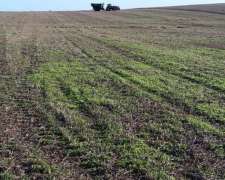 Tres Bocas Gualeguay Compro Campo Agricola o Mixto