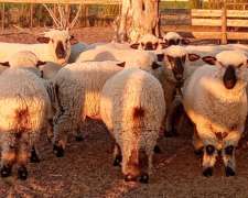 Madres Raza Hampshire Down