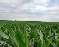 750 Has Noreste Córdoba