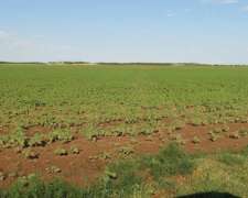 Vendo 200 Has Mixtas en Juan Llerena, San Luis