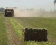 Megafardos De Alfalfa, Dueño Directo