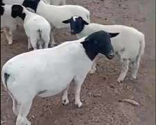 Vendo Carneros Dorper PXC para Servicio y al Destete