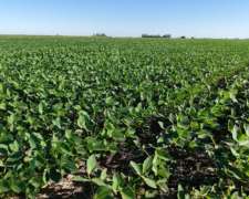 38 Has en Venado Tuerto. Suelo Clase 1 - IP: 87%.