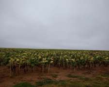 Vende Campo - 1100 Ha - Zona Travesía