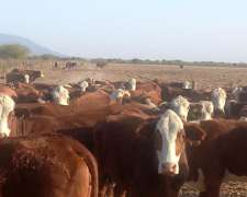 Ferlot Campo Agricola Ganadero en Catamarca Vendo