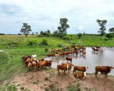 Pcia. de Corrientes - Alvear 560 Has