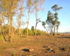 Talado Con Motosierra En Campos