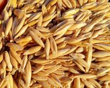 Avena U15, para Siembra, o Caballos
