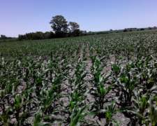 Campo Agricola 196 Hectáreas Entre Rios