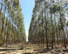 Colonia Santa Rosa - 2050 Ha - Corrientes