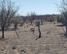 Vende Campo 1200 Ha U$D 550.000 - Zona Cazador San Luis