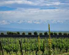 Venta De Campo/bodega En San Rafael, Mendoza - 25 Ha