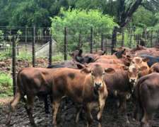 Campo Ganadero - Santiago del Estero.-