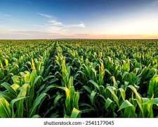 Vendo 70 Has en Villa Amelia