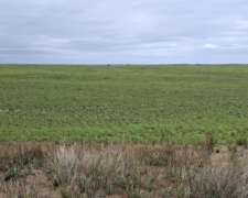 Jaguel Del Monte, Loventué, La Pampa - 25.700 Ha