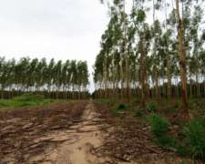 Ituzaingó - 755 Ha - Corrientes