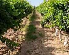 42 Ha Excepcional Finca Vitivinicola, Lavalle, Mendoza