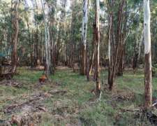 Compro Montes de Eucalipto Colorado Grueso