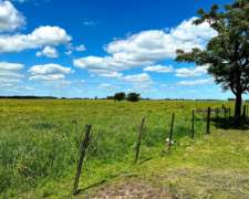 Campo en Gral. las Heras 238 Has