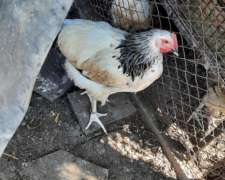 Gallos de Puros de Raza. Sussex Armiñado.