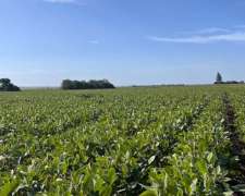 Venta Campo Agrícola en Despeñaderos