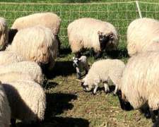 Venta Majada Ovejas Scottish Black Face