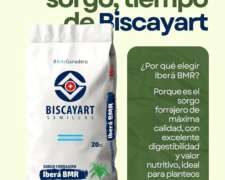 Semillas de Sorgo Ibera BMR