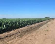 Vendo 800 Ha Mixtas Carlos Tejedor