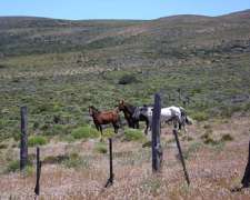 Venta 22.500 Ha en Piedra del Aguila Neuquen Patagonia