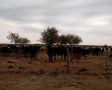 Salta - Excelente Campo Ganadero-solo Interesados Directos-