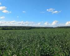 Campo Agricola 70 Hectareas