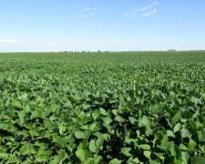 1.524 Has. en Venta - Bolívar - Buenos Aires.