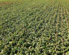 30 Has Agrícolas Departamento San Martin. IP 65%.