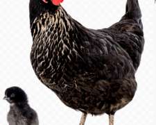 Ponedoras Negras Black Star