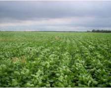 200 Has en Zona de Arroyo Algodón Córdoba