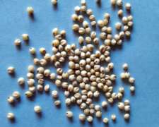 Sorgo Blanco De 1º Calidad