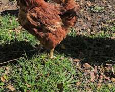 Gallinas Ponedoras Coloradas en