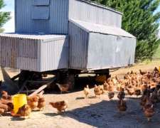 Gallinero Movil 500 Gallinas