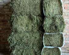 Alfalfa Pura en Fardos Comunes y Prensados para Exportación