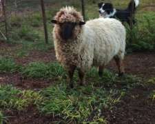 Carnero, Corderos Cara Negra