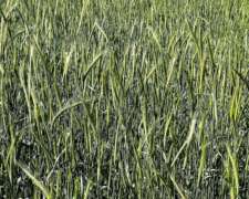 Campo Agricola en Venta