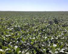 1.000 Hectáreas Agricolas. Suelo 1.