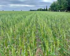 900 Has Embajador Martini