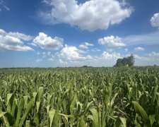 Campo de 180 Hectáreas Agrícolas