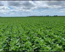 Líquido Campo en las Breñas, 100 % Agrícola