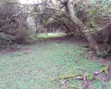 Campo Ganadero 595 Hectareas