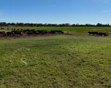 Venta Campo Mixto. 196 HA. la Camila, Santa FE.
