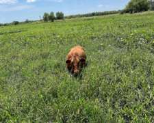 Agarramos Hacienda a Pastaje, Novillos, Vacas
