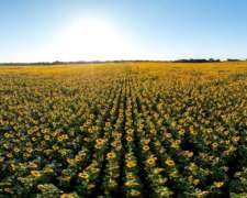 771 Has. Agrícolas En Venta En Santa Sylvina, Chaco.